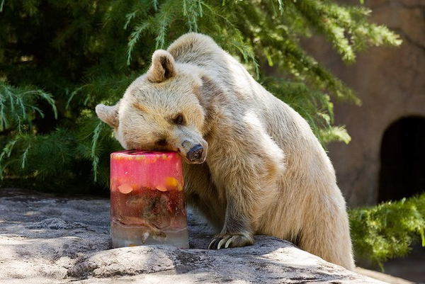 Australia Extreme Weather Bear Ice