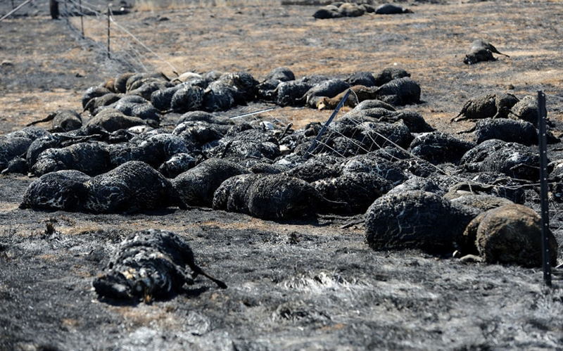 Australia Extreme Weather Burned Sheep