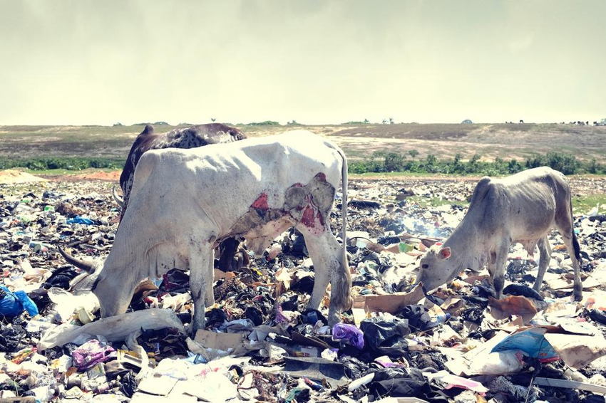 Agbogbloshie Cows