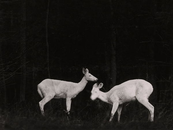 First Wildlife Deer