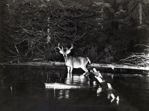 First Wildlife Lake