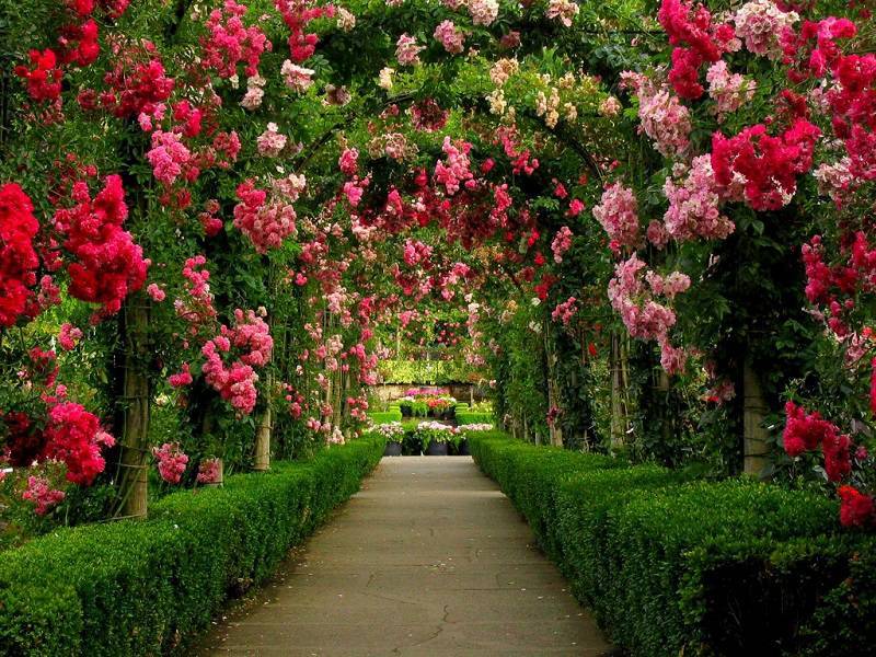 Rose Walkway in Canada