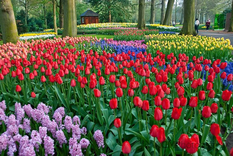 Keukenhof Gardens