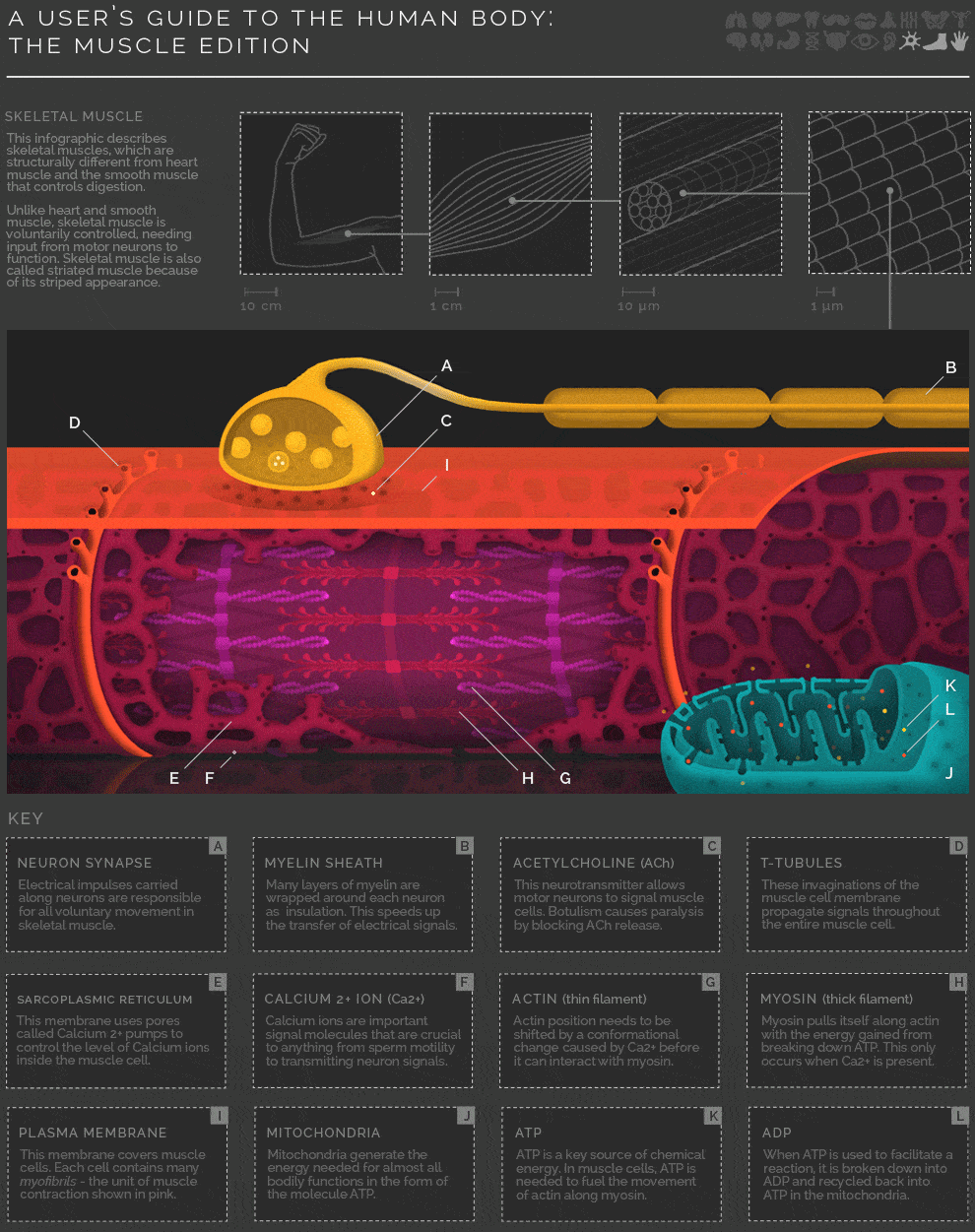 Your gif guide to how muscles work