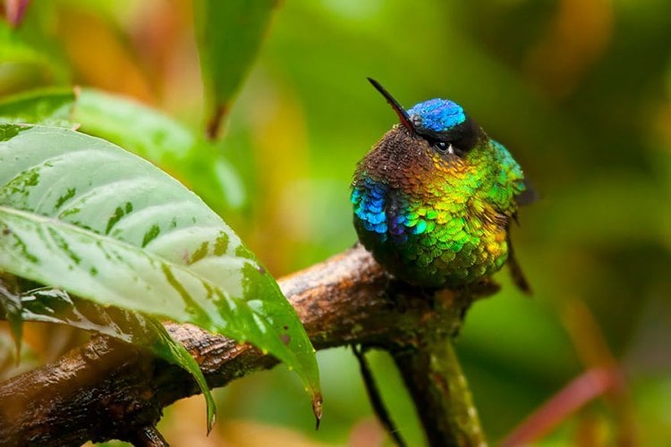 Hummingbirds Angry Rainbow