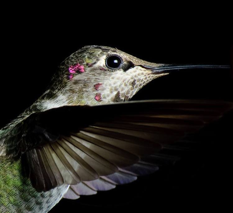 Hummingbirds Headshot