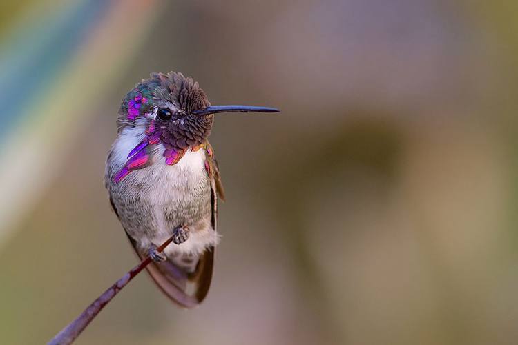 Hummingbirds Costas