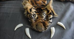 Poached Tiger Skin And Fangs