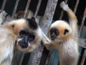 Gibbon Baby