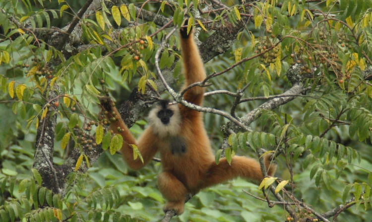 Rare Animals Gibbons