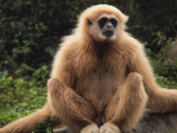 Gibbon Yoga
