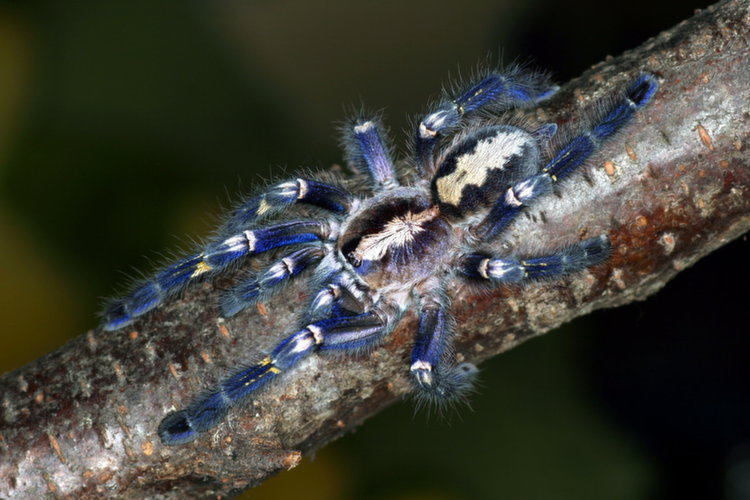 Rarest Animals Spider Tree