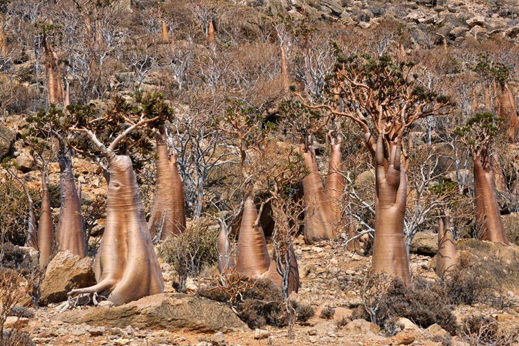 Socotra Trees Weirdest Natural Places