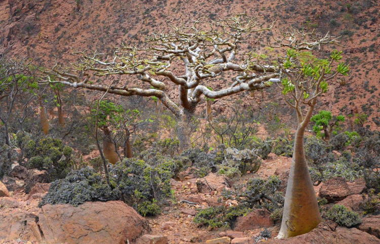 Weirdest Natural Places Socotra Trees