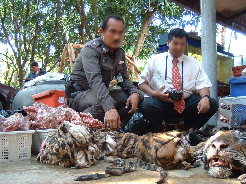 Tiger Poachers