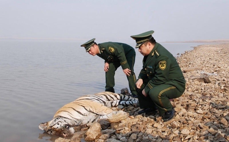 Siberian Tiger in China