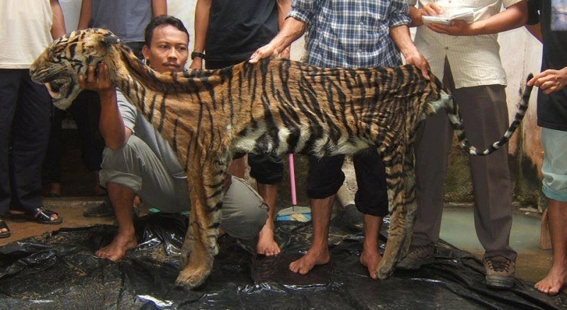 Poachers Kill Wild Tigers for Skins
