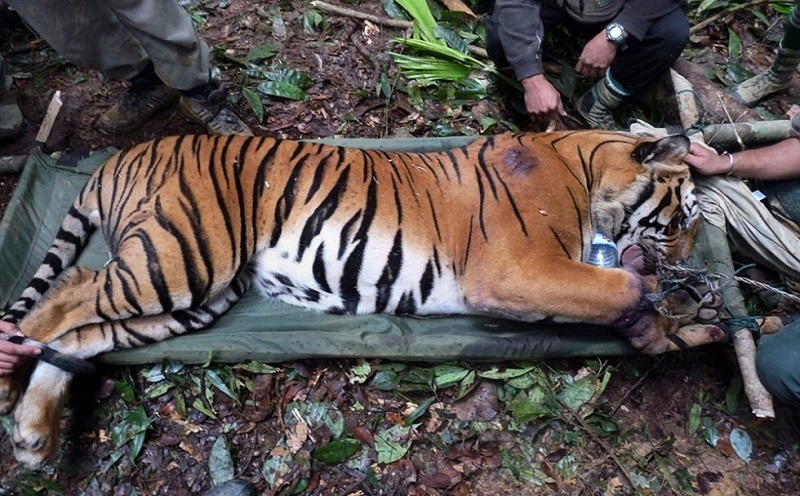Slaughtered Wild Tigers