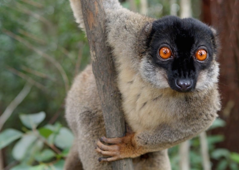 Brown Lemur