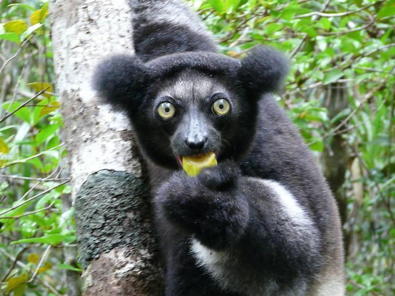 Indri Lemur Eating