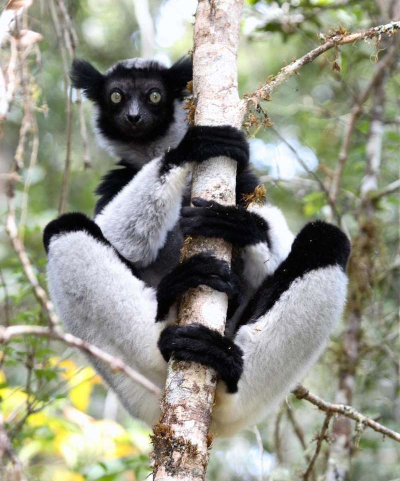 Indri Lemur