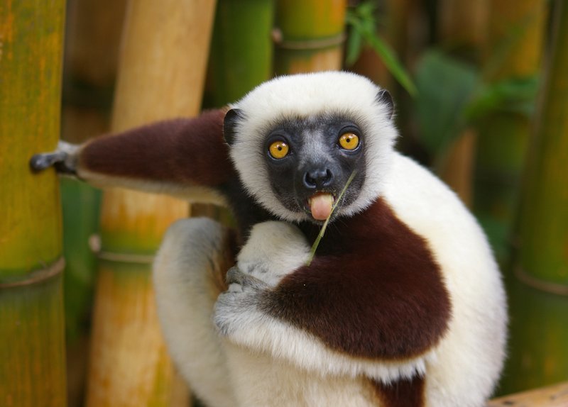 Lemur sticking out tongue