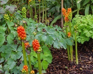 Arum Lily
