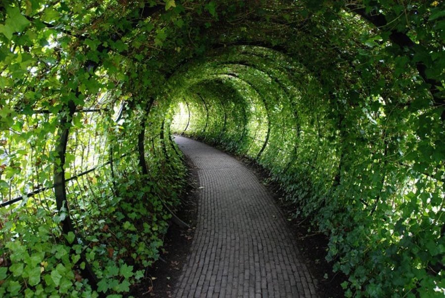 Poison Garden Ivy Tunnel