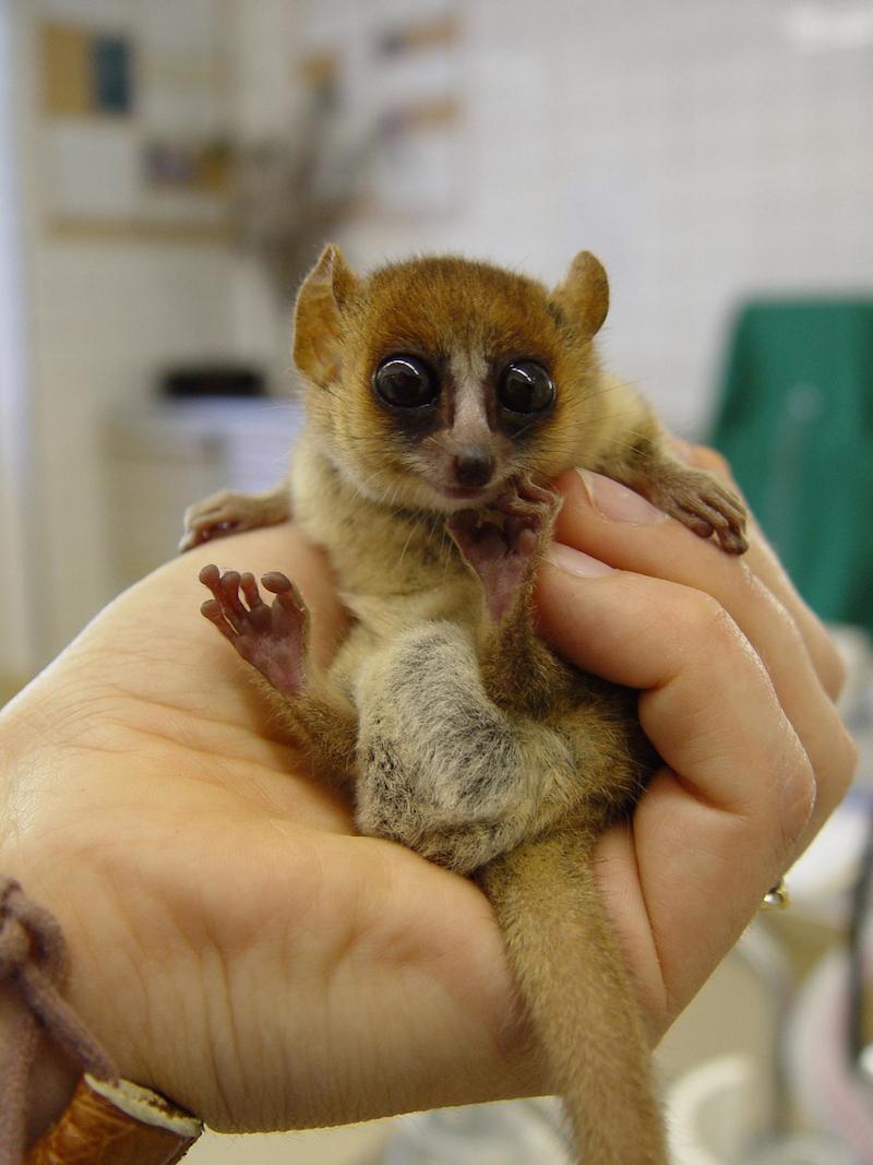 Pygmy Mouse Lemur