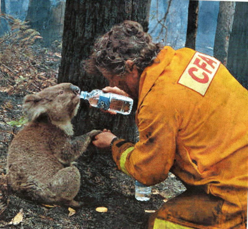 Australia Koala