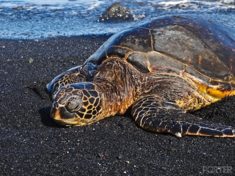 Weird Beaches Hawaii Turtle