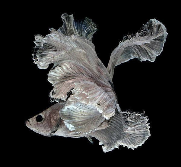 Ghostly Siamese Fighting Fish