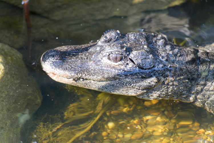 Endangered Animals Alligator