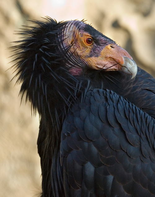 Endangered Animals California Condor