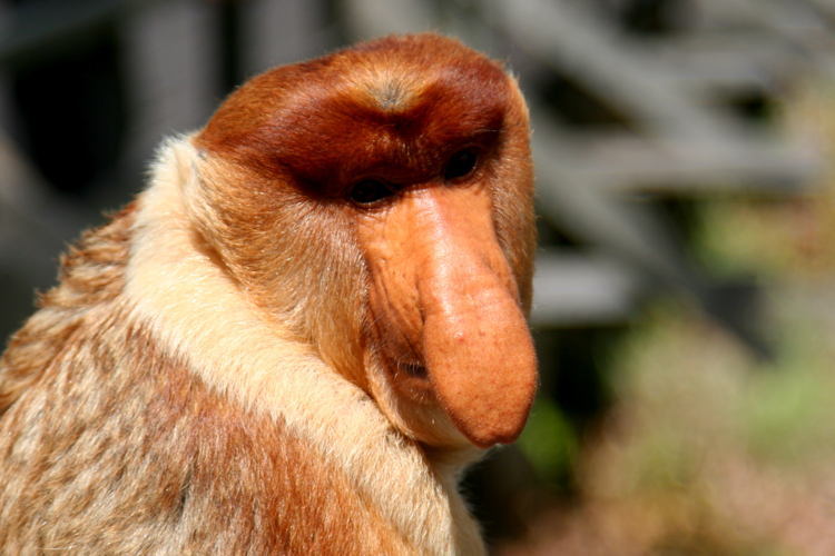 Endangered Animals Proboscis Monkey