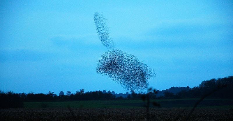Starlings form Bird Shape