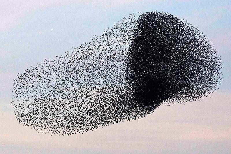 Incredible Starling Flock