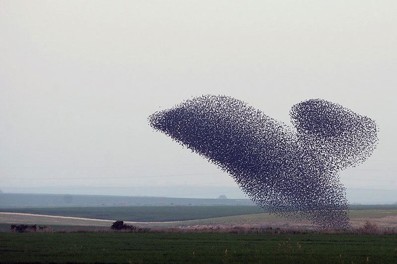 Starlings Form Dolphin Shape