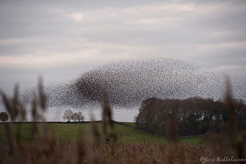 Murmuration of Starlings by Barn