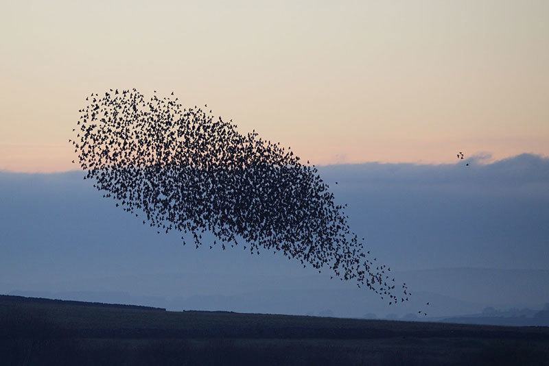 Incredible Starling Murmuration Evening