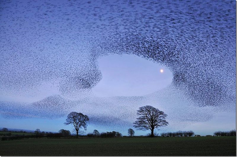 Intriguing Starling Murmuration