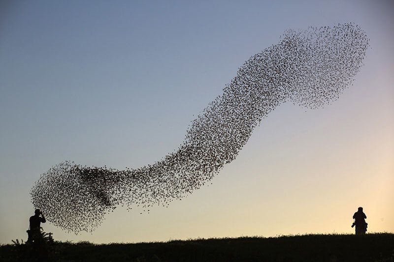 Starlings Fly Across Sky
