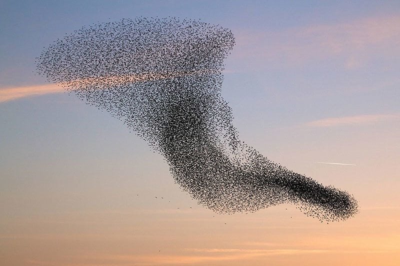 Starling Murmuration