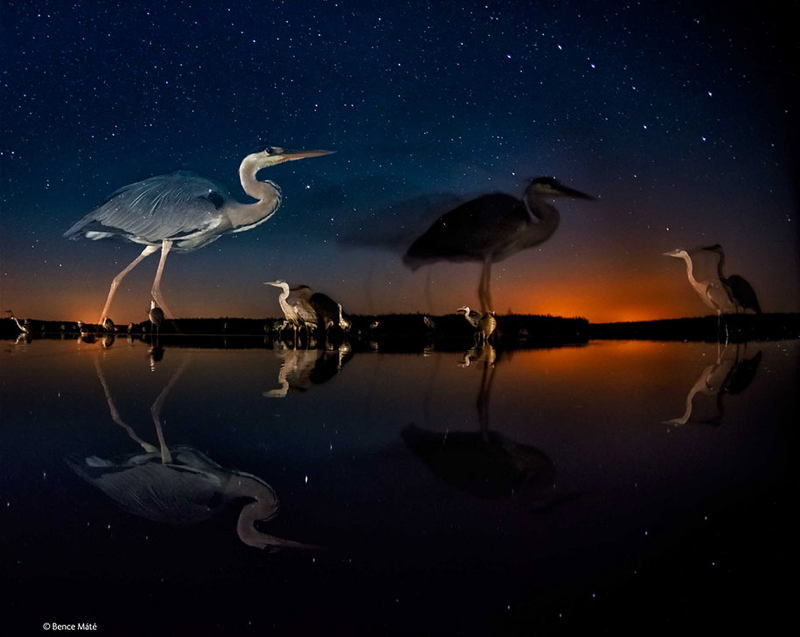 Wildlife Photos Birds