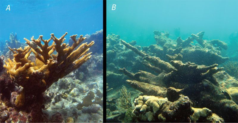 Healthy Coral and Acid-Damaged Coral