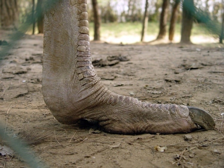 Ostrich Stick Their Head In The Sand