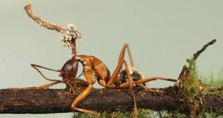 Ant With Cordyceps