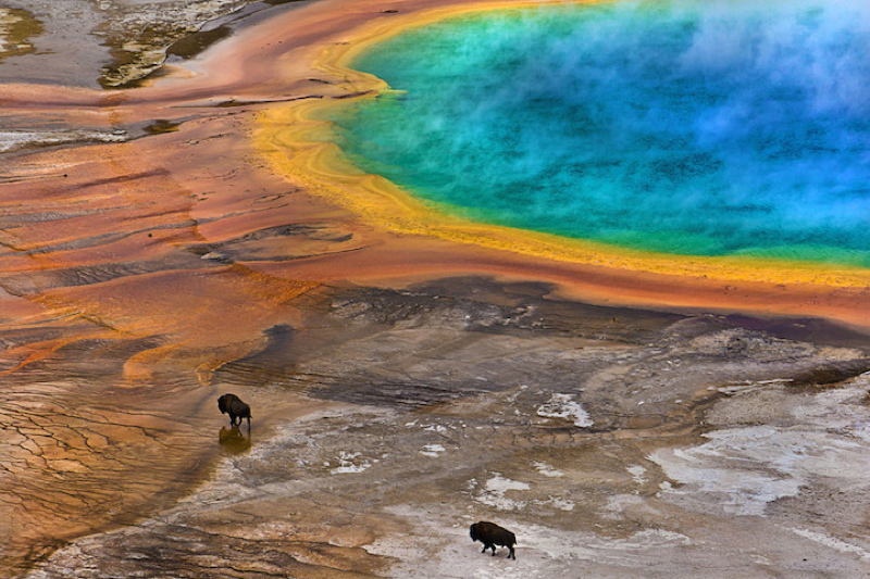 Biology Society Geysers