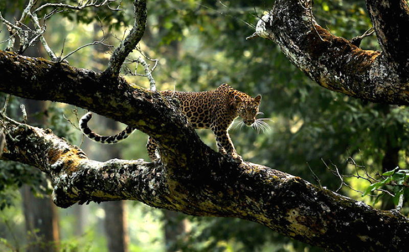 Biology Society Jaguar