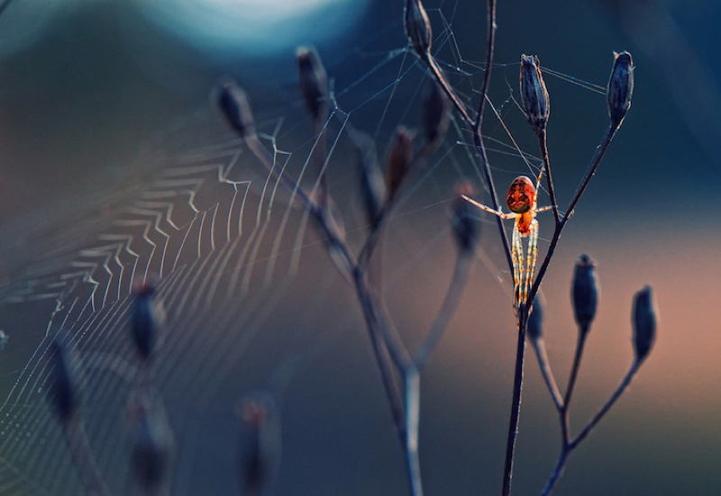 Biology Society Spider